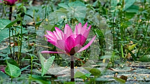 Pink Lotus Flower or Water Lily