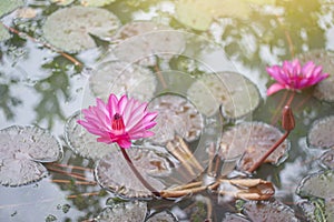 Pink lotus flower or water lily bloom beautiful.