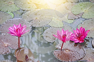 Pink lotus flower or water lily bloom beautiful with sunset.