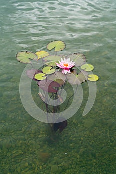 Pink lotus flower or water lilies