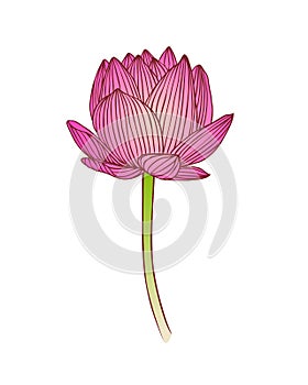Pink Water lily flower. Lotus vector illustration