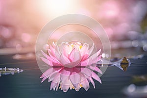 Pink lotus flower in water with sunshine
