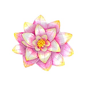 Pink lotus flower.Watercolor illustration.Isolated on white background