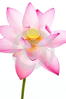 Pink lotus flower and white background