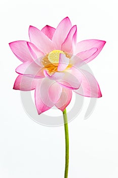 Pink lotus flower and white background