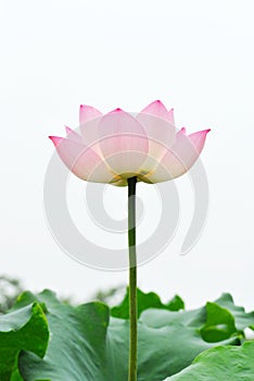 Pink lotus flower on the white background