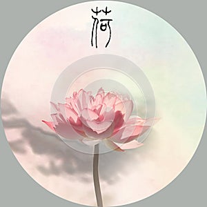 Pink lotus flower in a white and simple background