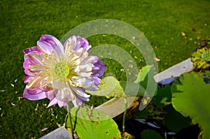 Pink Lotus Floweris blooming