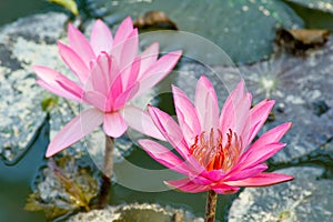 Pink lotus flowers in bloom
