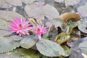 Pink lotus flowers bloom in the morning
