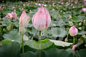 Pink Lotus Flowers Blooming in The Lake, Waterlily Flower With Beautiful Leaves Pattern.Tropical Botany Flower Plant Blossoming in