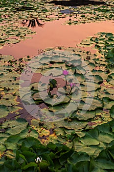 Pink lotus flowers are blooming with sunset in the evening water reflection