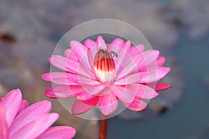 Pink lotus flowers in the garden