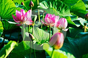 The pink lotus flowers and green leaves