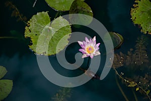 Pink lotus flowers in the lake