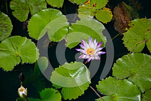 Pink lotus flowers in the lake