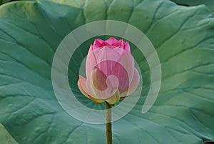 A pink lotus flowers and a leaf in river in summer