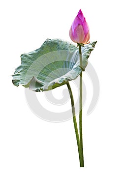 Pink lotus flowers and leaves that are isolated with clipping paths