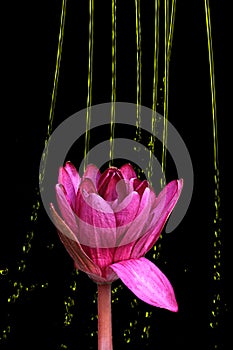 Pink lotus flowers and lily pads, black beckgrund,jpg