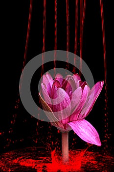 Pink lotus flowers and lily pads, black beckgrund,jpg