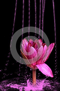 Pink lotus flowers and lily pads, black beckgrund,jpg