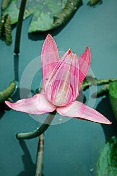Pink lotus flowers, nature portraits photography