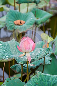 Pink lotus flowers in pond field