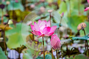 Pink lotus flowers in pond field