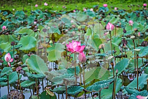 Pink lotus flowers in pond field