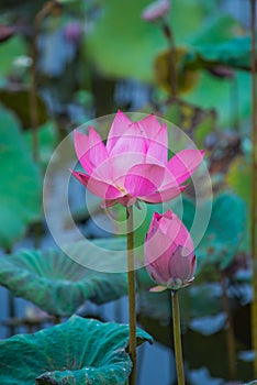 Pink lotus flowers in pond field at natural