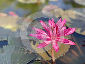 Pink lotus flowers are used to offer monks. Or used to decorate in a vase