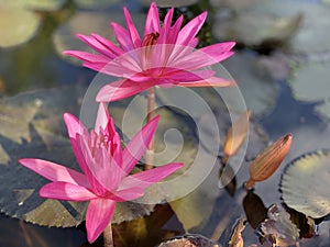 Pink lotus flowers are used to offer monks. Or used to decorate in a vase