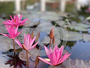 Pink lotus flowers are used to offer monks. Or used to decorate in a vase