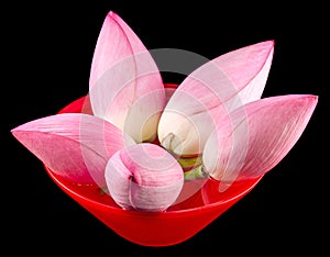 Pink lotus flowers, water lily in a red bowl with water, close up