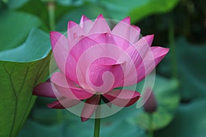 Pink lotus in the Garden of a humble official in Shanghai