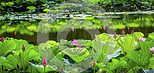 Pink Lotus Garden Reflection Summer Palace Beijing China