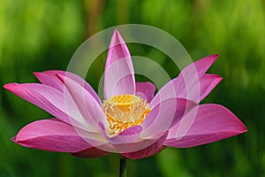 Pink Lotus with Green Field