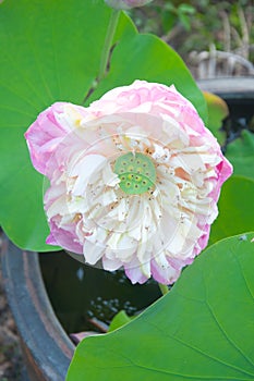 Pink lotus and green leaf