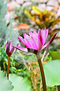 Pink lotus and green leaf