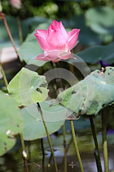 Pink Lotus and green leaf