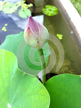 Pink lotus, Green Lotus leaf in water as background.