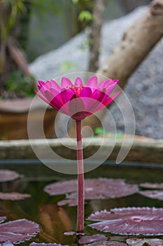 Pink lotus growing in ponds.