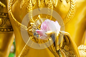 Pink lotus on a hand of golden statue