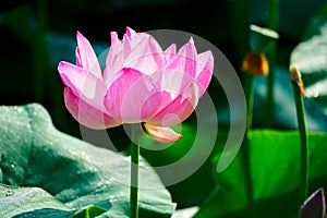 The pink lotus and hindu lotus seedpod