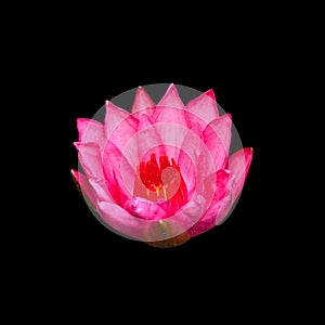 pink lotus isolated on black