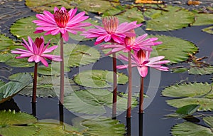 Pink Lotus in a lake