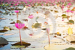 Pink Lotus in lake and sky reflection