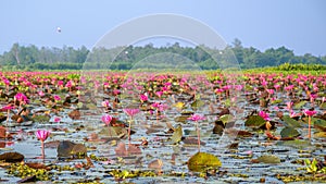 Pink Lotus in lake at thale noi