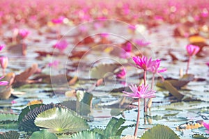 Pink Lotus in lake at thale noi