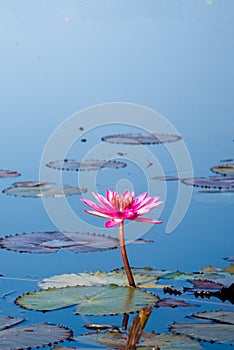 Pink Lotus in lake at thale noi, Phatthalung, Thailand.